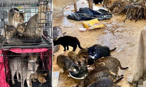 Hoarding couple found dead surrounded by 150 starving cats - some ...