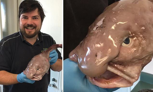 The world's ugliest fish is also the most delicious: Top expert says the  BLOBFISH tastes better than butter-poached lobster - but you need to  blowtorch it before eating it | Flipboard
