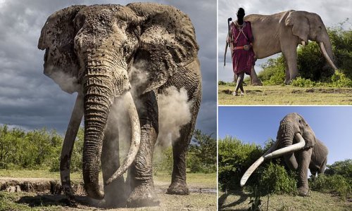 Incredible pictures show heavily protected 50-year-old elephant with giant tusks each weighing 100lb covering itself with dust to cool off in the sun in Kenya