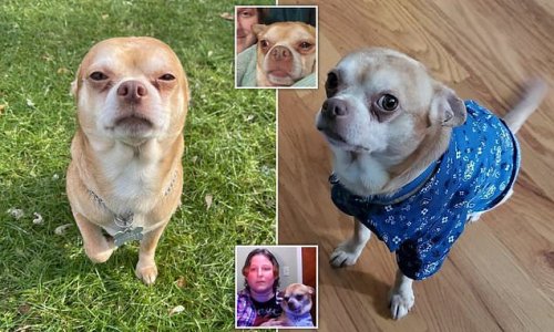 'Demonic' Chihuahua finds a new home after post from foster owner