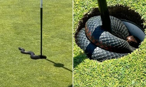 Hole in RUN! Golfers on Aussie course encounter one of the country's famously deadly snakes hiding in the cup as they play a round