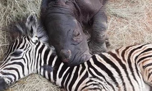 Love at first stripe! Adorable rhino and zebra babies become best mates at sanctuary after they were found orphaned in the wild