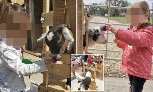 Children's farm is slammed for locking pygmy goats in 'stocks'