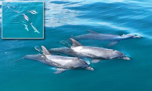 Stunning drone footage captures a huge pod of dolphins off the coast of Florida: 50 marine animals are spotted playing in the crystal-clear waters of Jupiter