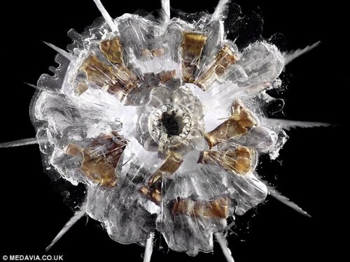 Firearms, Ballistics & Gunshot Wounds cover image