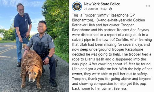 Mission im-PAWS-sible! Missing Golden Retriever who fell 4.5m into a drain after getting lost on a walk is rescued days later by a state trooper who crawled down to reach her