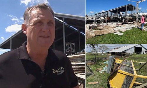 Florida dairy farm loses more than TWO HUNDRED cows in Hurricane Ian after it ripped roofs off barns and tore trees from their roots: Locals rally to save the surviving cattle in the herd