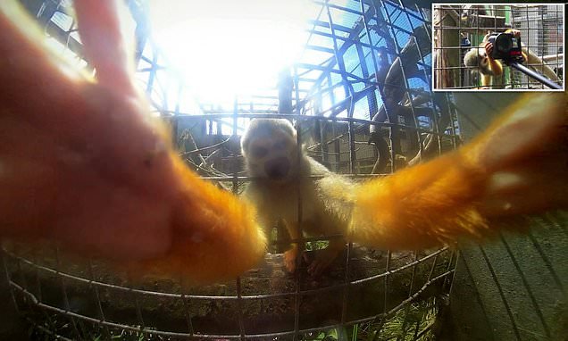 Cheeky monkey: Zoo visitor has a tug of war with inquisitive squirrel monkey after it makes a grab for his camera