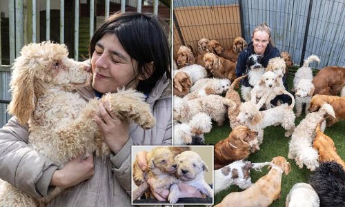 The designer dogs being abandoned in Britain: How hundreds of trendy pugs, cockapoos and French bulldogs are being dumped by unscrupulous breeders after lockdown boom ended