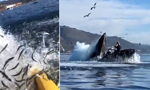 Kayaker films the terrifying moment she and a friend are almost swallowed by humpback whale before it spat them back out