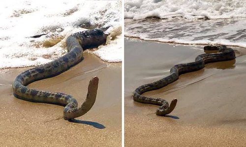 Terrifying moment a huge sea snake is spotted on a Queensland beach in ...