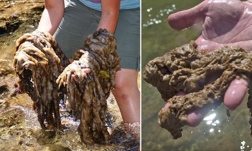 Invasion of the 'rock snot': Gooey algae that suffocates organisms by forming giant six-inch thick mats across river and stream beds are infecting Michigan waterways