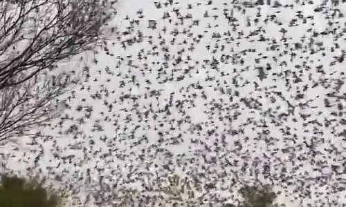 Outback sees thousands of budgies flock in biggest event in 10 years