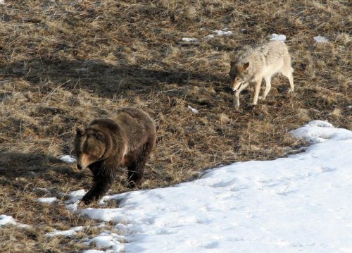 Groups ask judge to halt Montana wolf trapping season over alleged threat to grizzlies