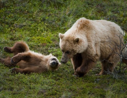 Feds propose rule shifting management of grizzly bears toward states