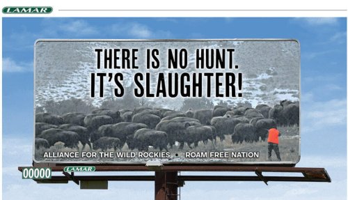 Let’s be clear: It’s a slaughter, not a hunt