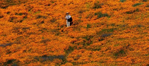 Super bloom might hit Southern California; prime wildflower viewing seems certain