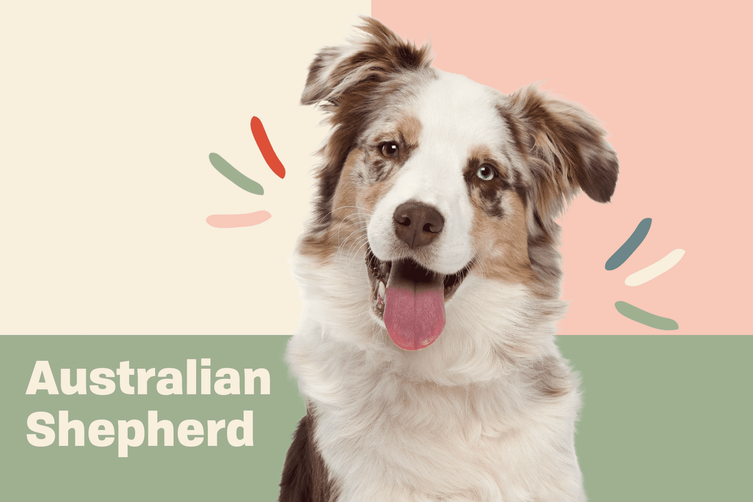 Australian Shepherd (Aussie)