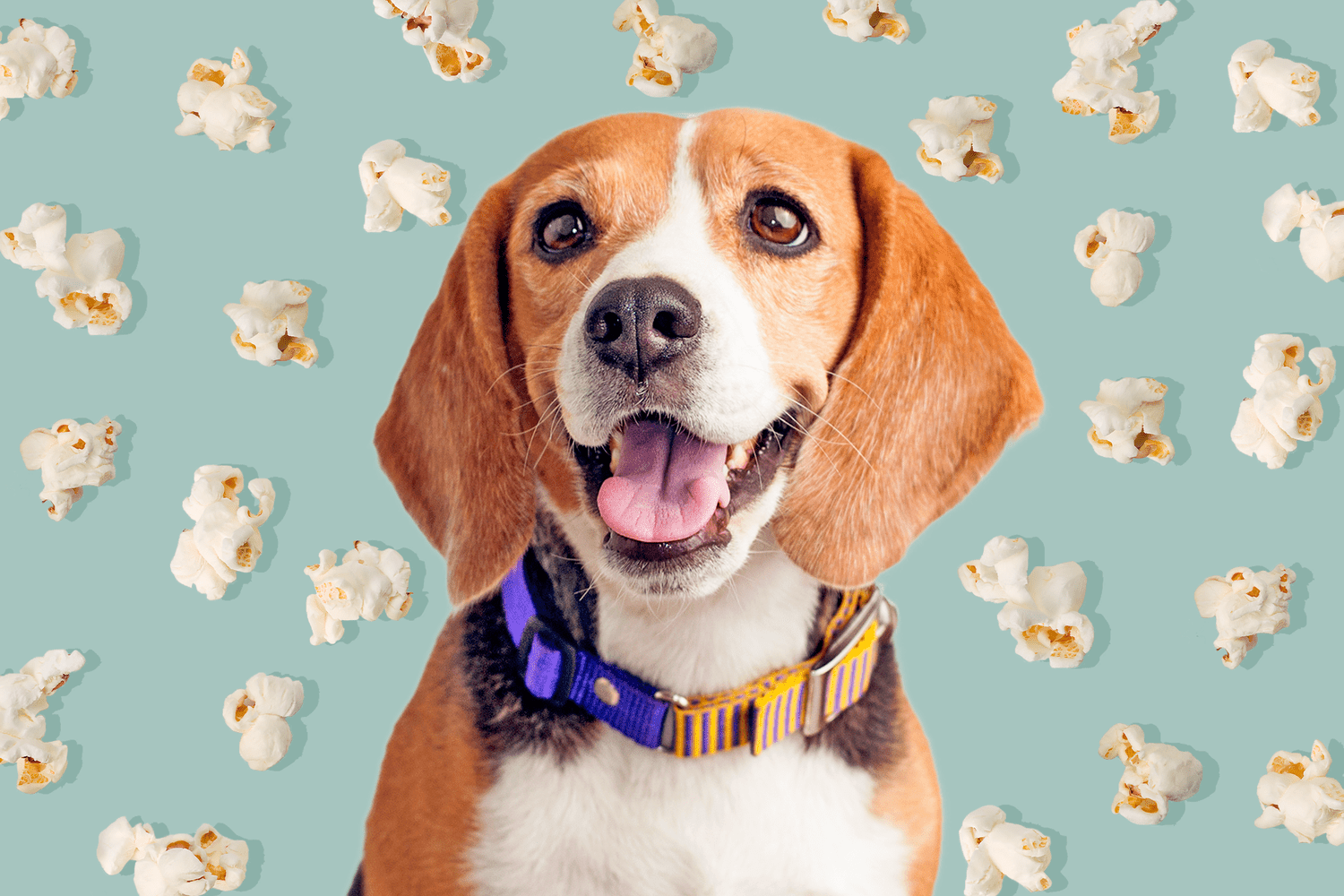 Can Dogs Eat Popcorn? Only If It's Plain