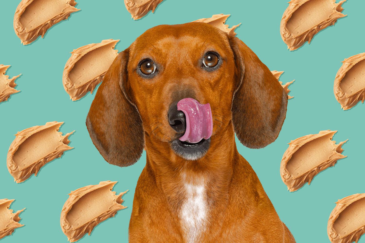 Can Dogs Have Peanut Butter?