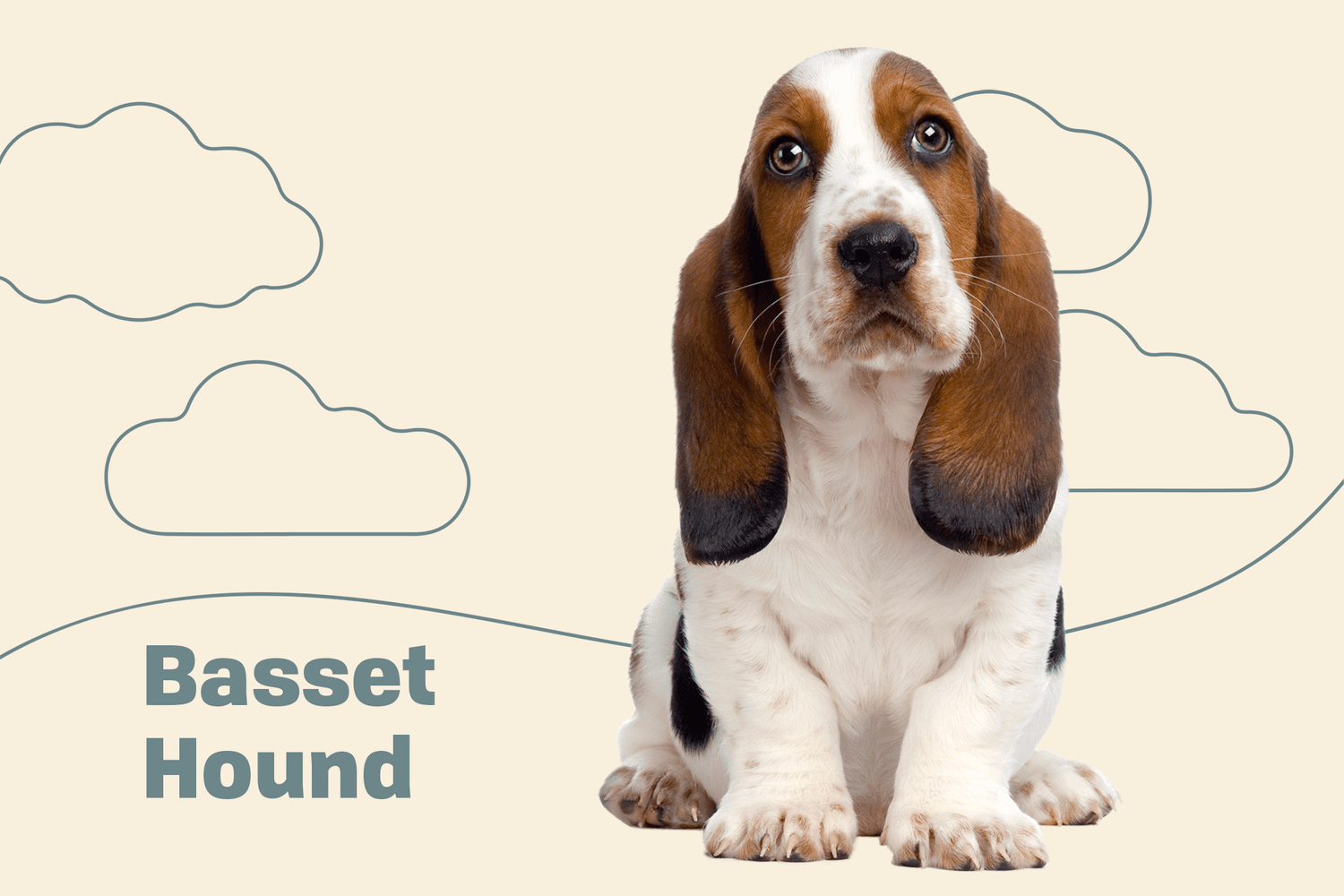 Basset Hound