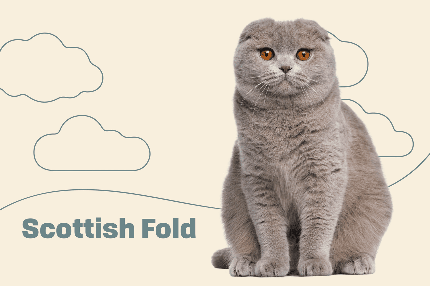 Scottish Fold (Highland Fold)