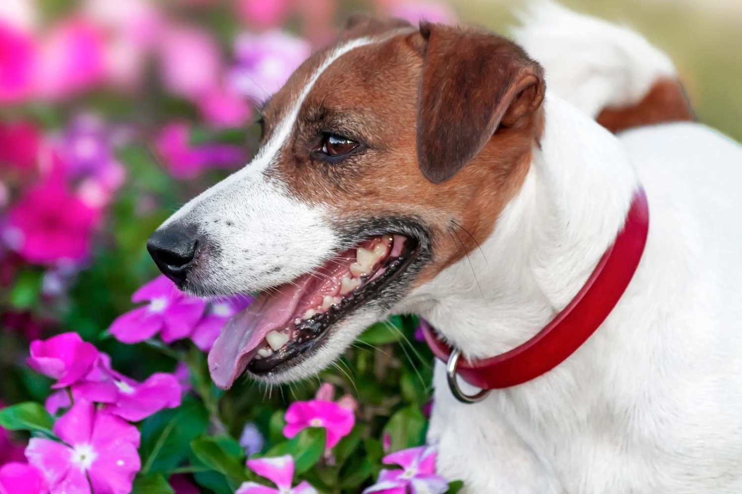 Can You Compost Dog Waste? Here's What To Do With All That Poo