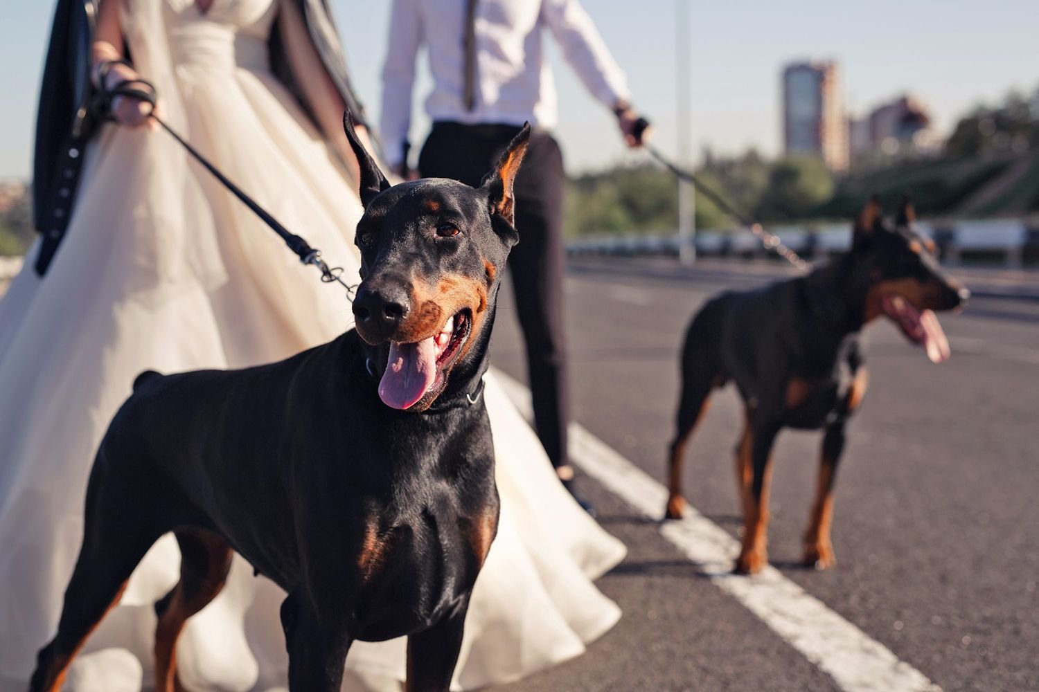 Yes, It's True: Your Dog Can Be Your Official Wedding Witness