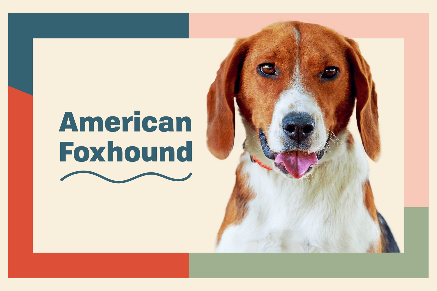American Foxhound