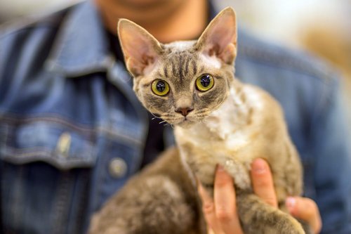 10 Short Hair Cat Breeds Who Are Perfectly Suited to Sharing Life With