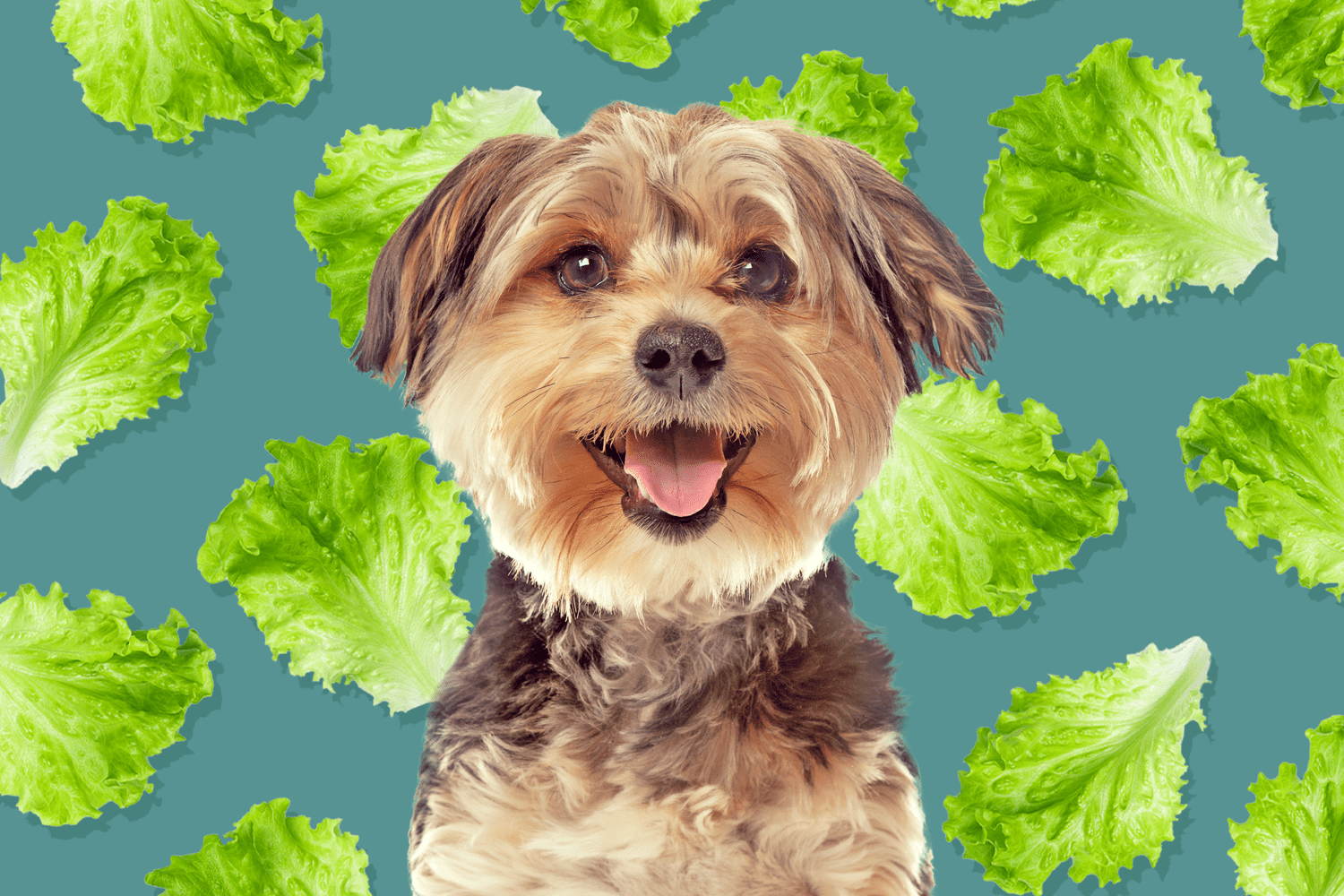 Can Dogs Eat Lettuce? Here's What a Vet Says