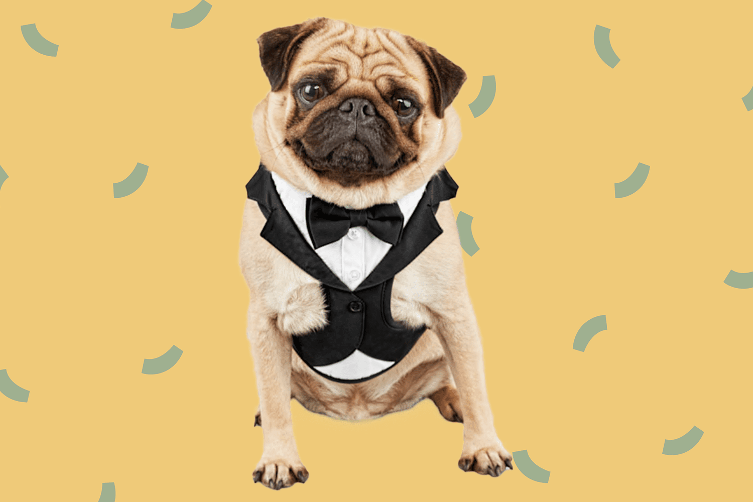 The Best Pet Wedding Attire for Your Furry Friend