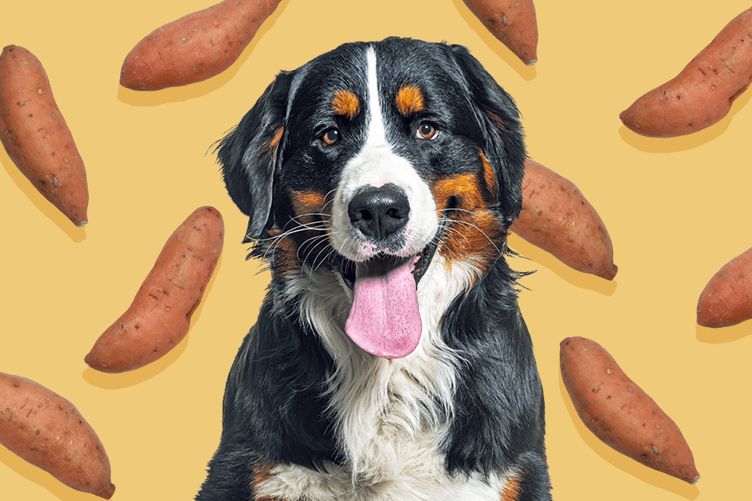 Can I Feed My Dog Sweet Potato? How to Safely Share the Flavor-Packed, Nutritional Treat