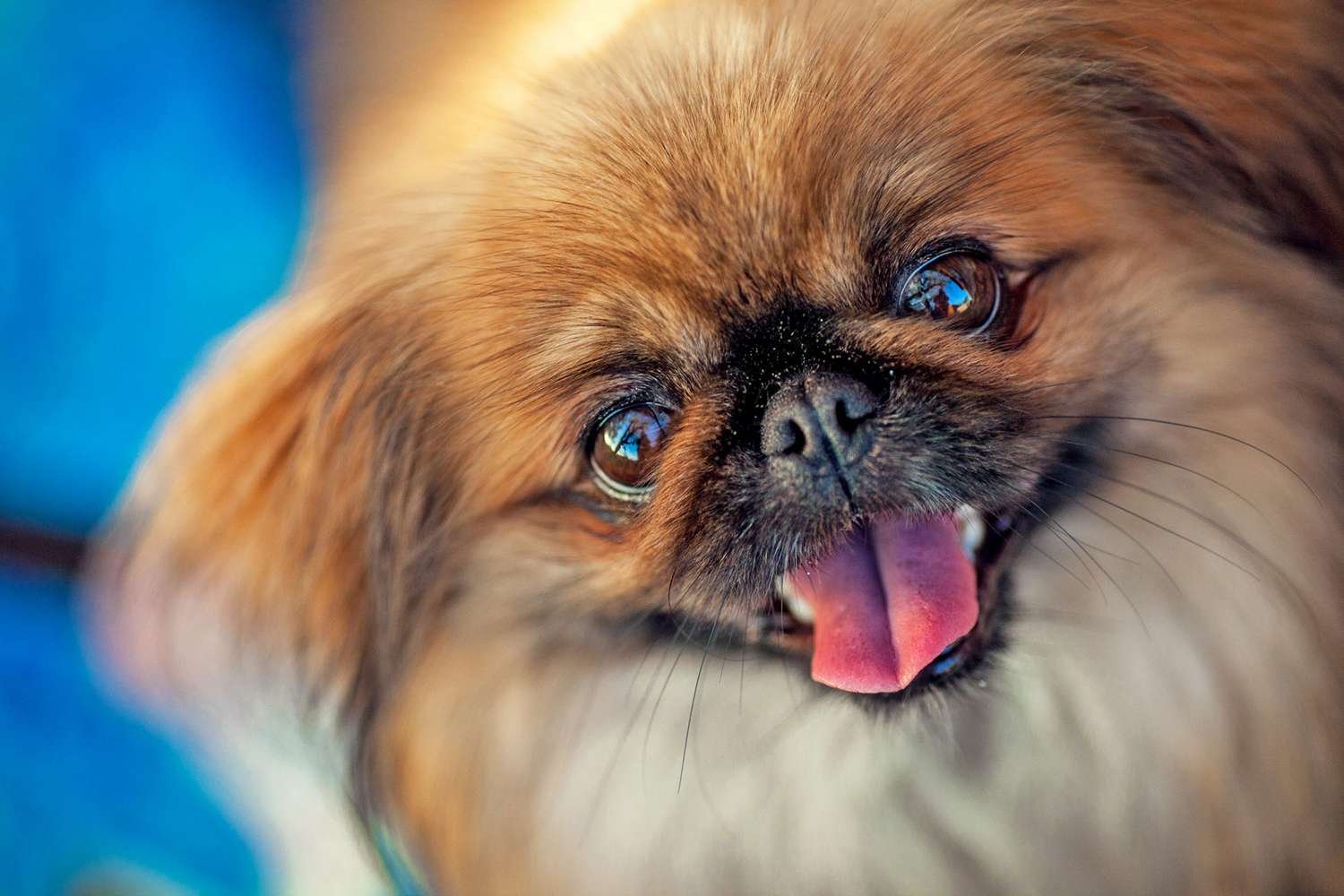 14 Ugly Dog Breeds Uniquely Suited to Capture Your Heart