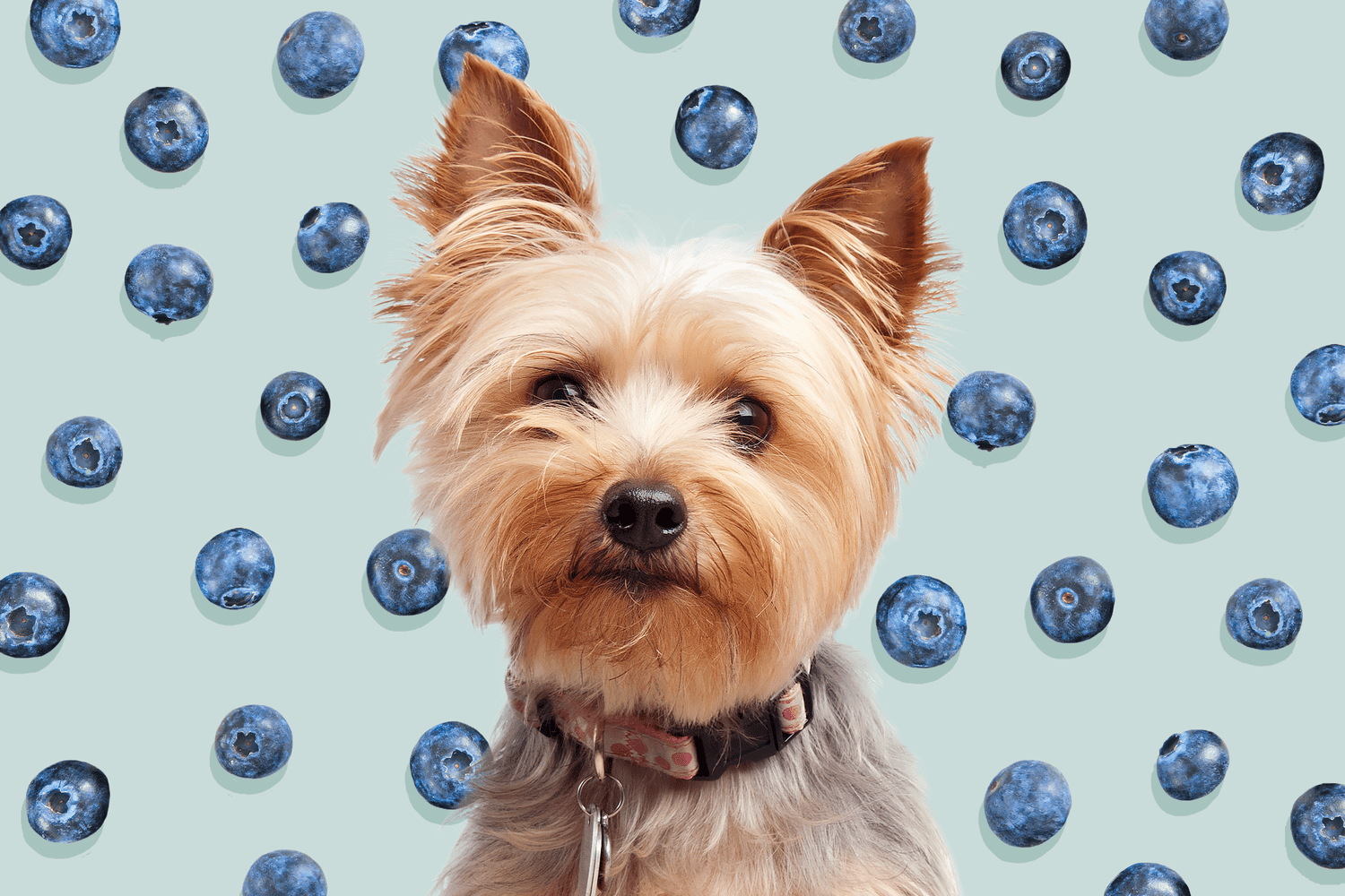Can Dogs Eat Blueberries? Here's What To Know About This Healthy Canine Snack