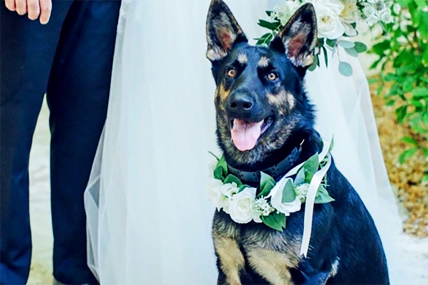 16 Adorable Ways to Include Your Pet in Your Wedding