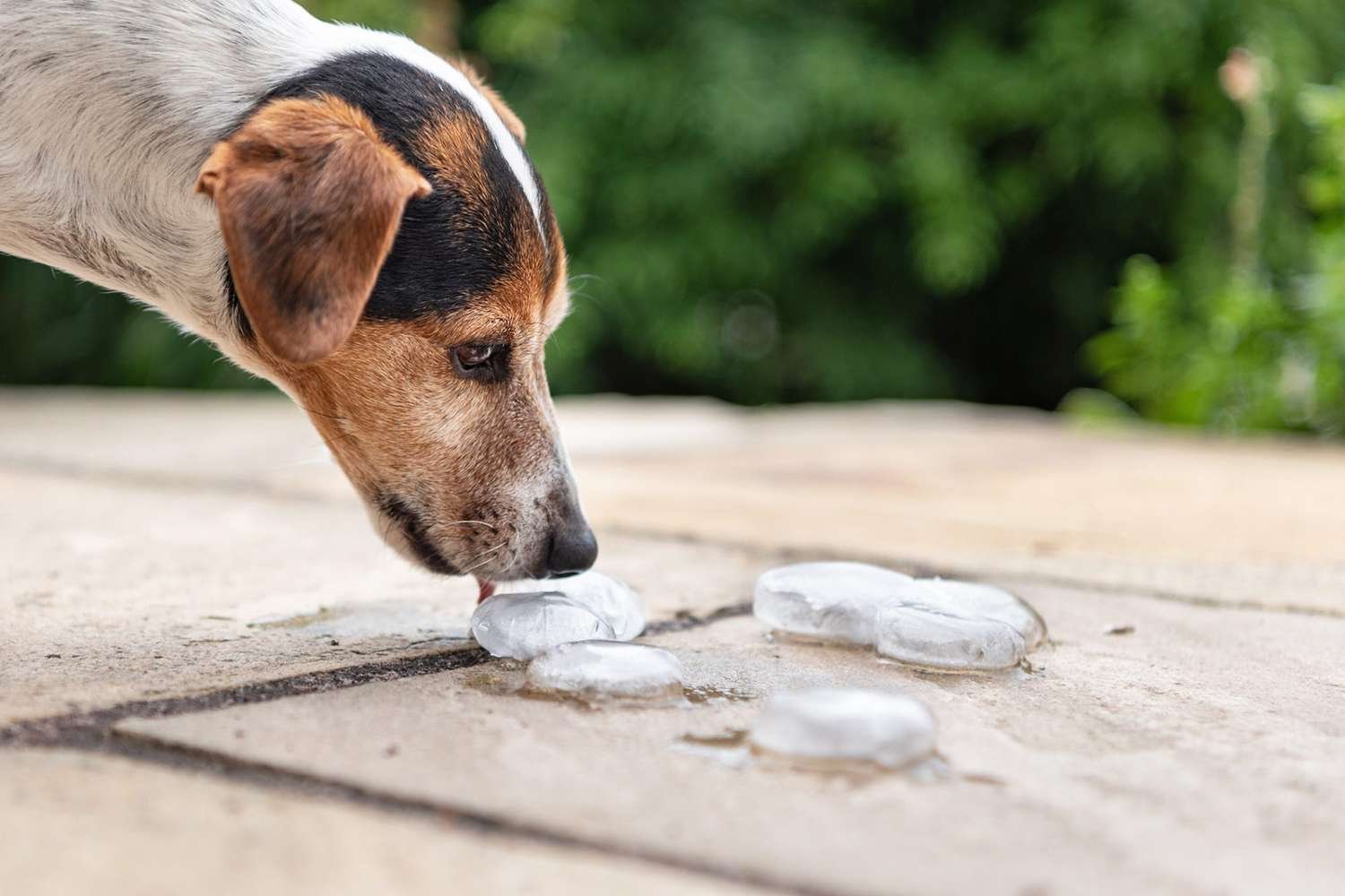 Is Ice Safe for Dogs to Eat? An Expert Weighs In