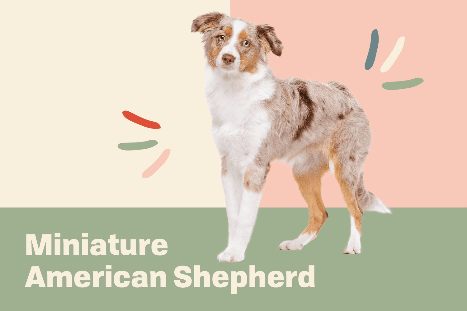 Miniature American Shepherd