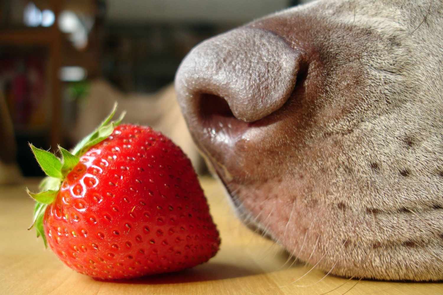 Can Dogs Eat Strawberries? Yes, But Don't Get Too Crazy