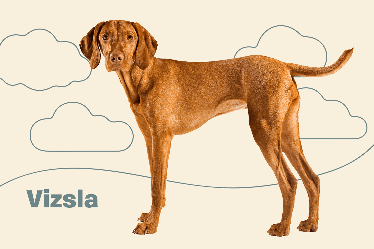 Vizsla