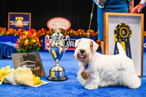 Stache the Sealyham Terrier Wins 2023 National Dog Show