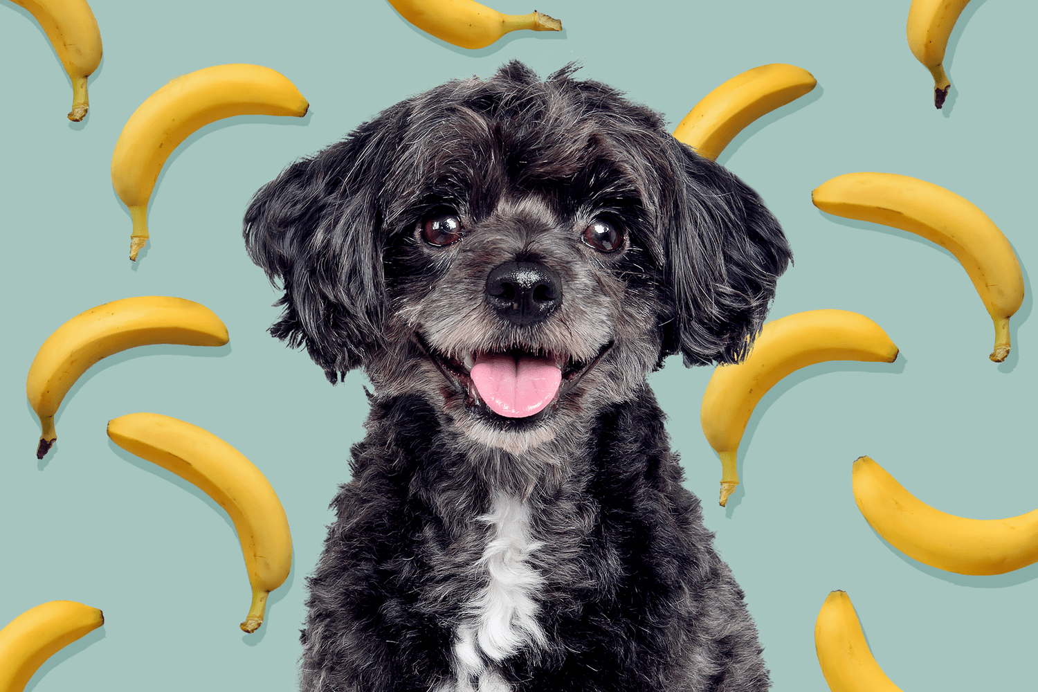 Can Dogs Eat Bananas? Yup, Just Toss the Peel