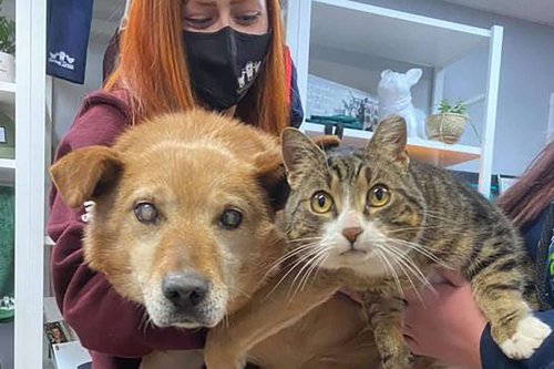 Love Is Blind: This Dog Without Eyes and His Support Cat Are Adopted Into a New Family Together