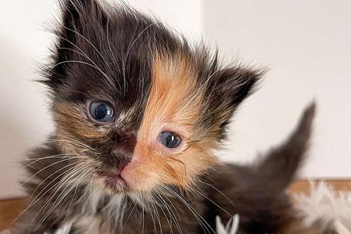 Rare Chimera Kitten Has a Two-Toned Face Split Purrfectly Down the Middle