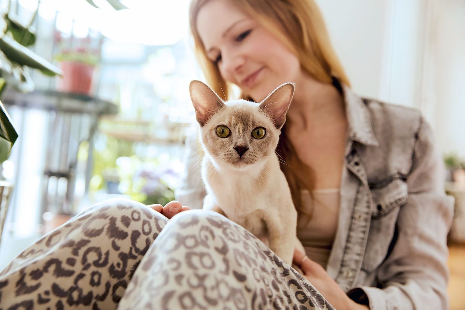 9 Most Affectionate Cat Breeds Who Will Always Be By Your Side (and in Your Lap)