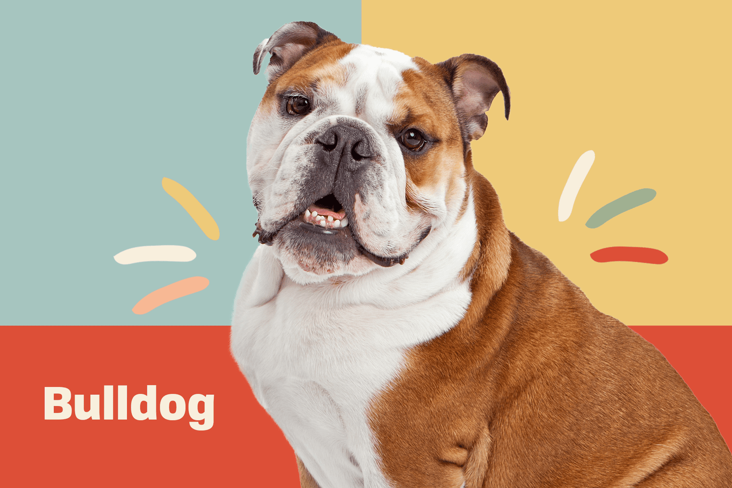 Bulldog (English Bulldog or British Bulldog)