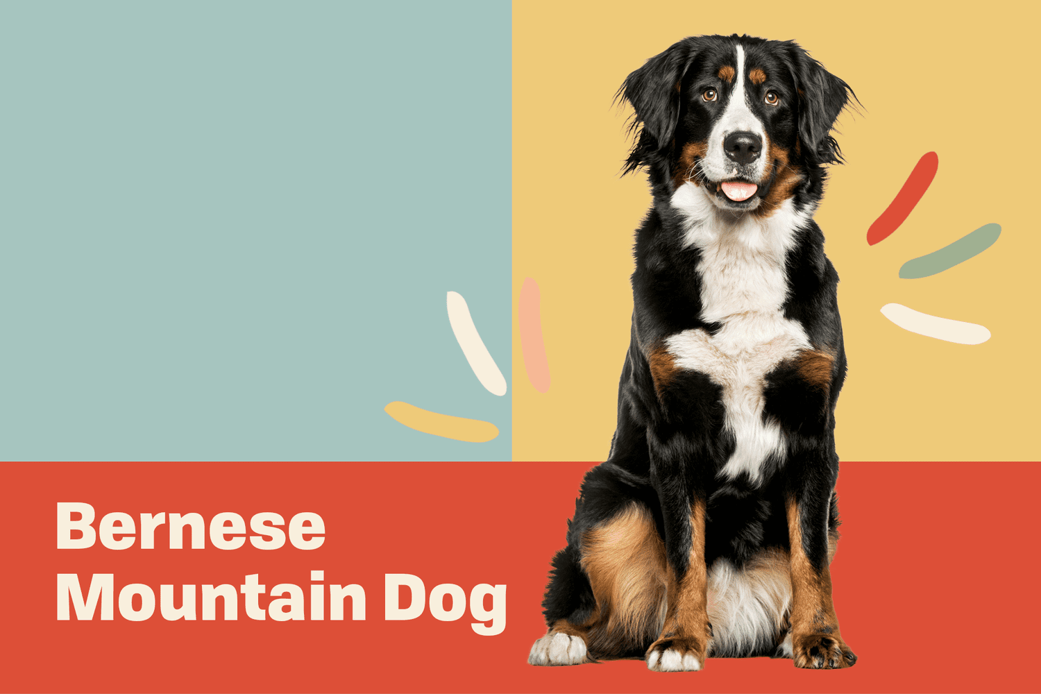 Bernese Mountain Dog