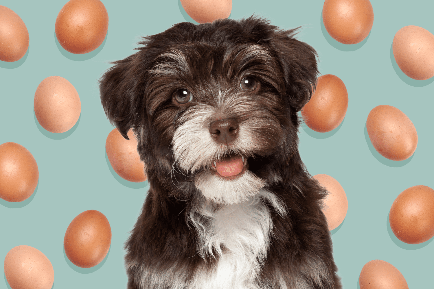 Can Dogs Eat Eggs? Sure, Just Stay Away From the Shells