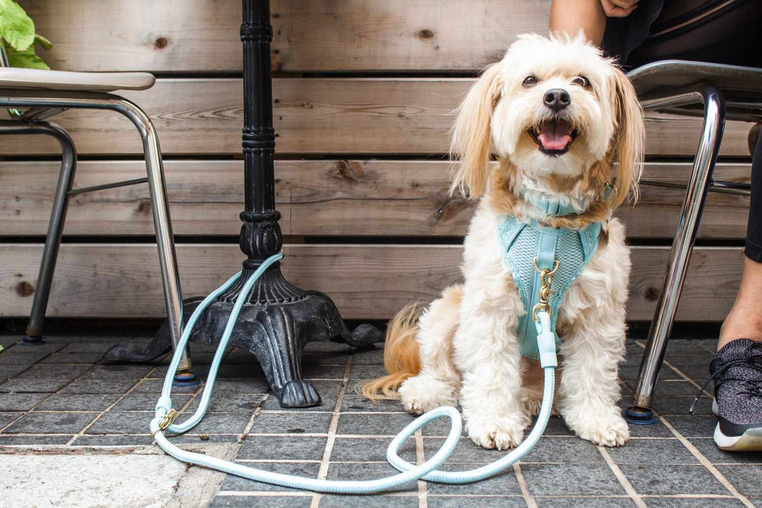 10 Eco-Friendly Pet Brands That Are Making the Planet a Better Place