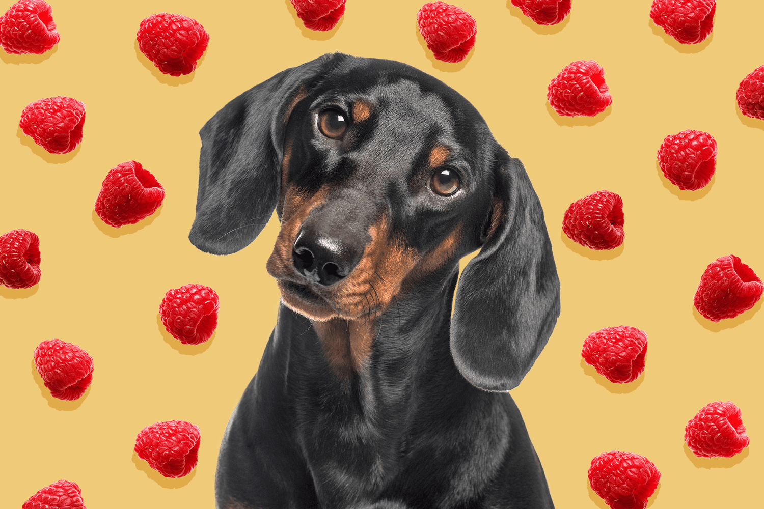 Can Dogs Eat Raspberries? Find Out If You Can Safely Share This Sweet Treat With Your Pup